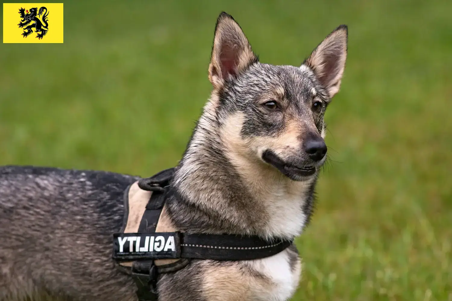 Västgötaspets chiots et éleveurs Flandre Ici vous trouverez les éleveurs de Västgötaspets en Flandre.