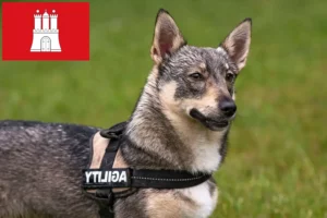 Lire la suite à propos de l’article Västgötaspets éleveurs et chiots à Hambourg