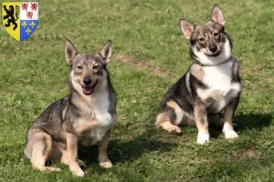 Lire la suite à propos de l’article Västgötaspets éleveurs et chiots en Hauts-de-France