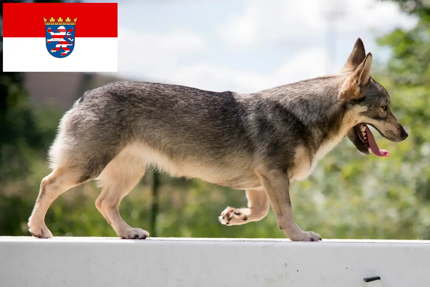 Västgötaspets chiots et éleveurs Hesse Ici vous trouverez des éleveurs de Västgötaspets en Hesse.