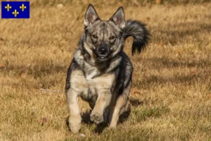 Lire la suite à propos de l’article Västgötaspets éleveurs et chiots en Île-de-France