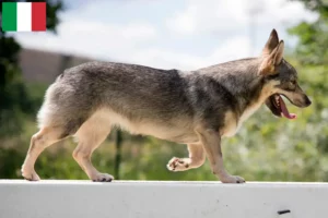 Lire la suite à propos de l’article Västgötaspets éleveurs et chiots en Italie