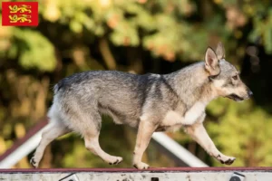 Lire la suite à propos de l’article Västgötaspets éleveurs et chiots en Normandie