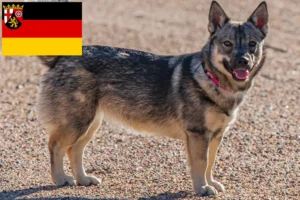 Lire la suite à propos de l’article Västgötaspets éleveurs et chiots en Rhénanie-Palatinat