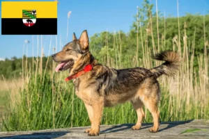 Lire la suite à propos de l’article Västgötaspets éleveurs et chiots en Saxe-Anhalt