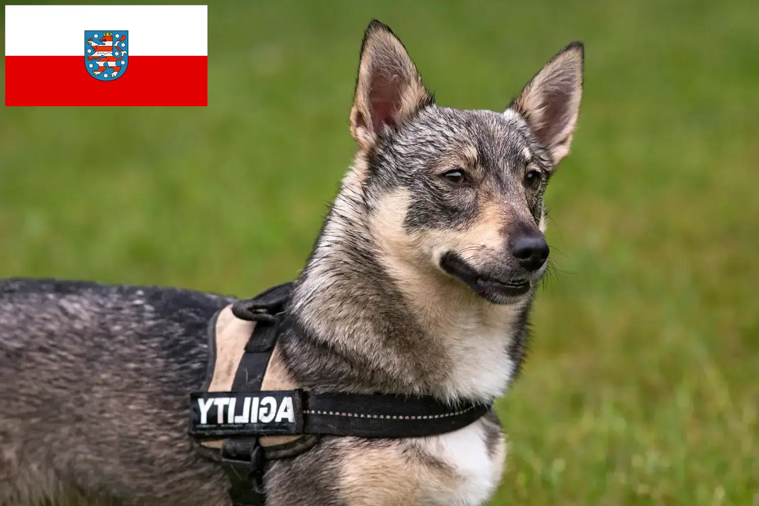 Västgötaspets chiots et éleveurs Thuringe Ici vous trouverez des éleveurs de Västgötaspets en Thuringe.