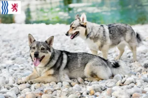 Lire la suite à propos de l’article Västgötaspets éleveurs et chiots en Nouvelle-Aquitaine