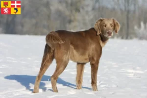 Lire la suite à propos de l’article Éleveurs de weimarans et chiots en Auvergne-Rhône-Alpes