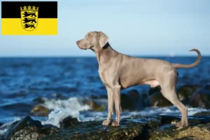 Lire la suite à propos de l’article Éleveurs de weimarans et chiots dans le Bade-Wurtemberg