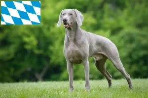 Lire la suite à propos de l’article Éleveurs de weimarans et chiots en Bavière