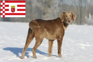 Lire la suite à propos de l’article Éleveurs de weimarans et chiots à Brême