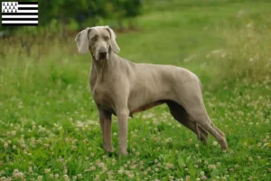 Lire la suite à propos de l’article Éleveurs de weimarans et chiots en Bretagne