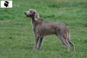 Lire la suite à propos de l’article Éleveurs de weimarans et chiots en Corse