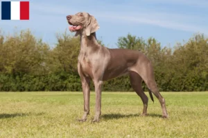 Lire la suite à propos de l’article Éleveurs de weimarans et chiots en Guadeloupe