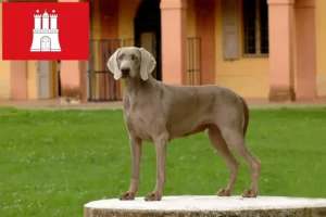 Lire la suite à propos de l’article Éleveurs de Weimarans et chiots à Hambourg