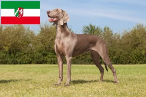 Lire la suite à propos de l’article Éleveurs de weimarans et chiots en Rhénanie du Nord-Westphalie