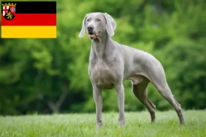 Lire la suite à propos de l’article Éleveurs de weimarans et chiots en Rhénanie-Palatinat