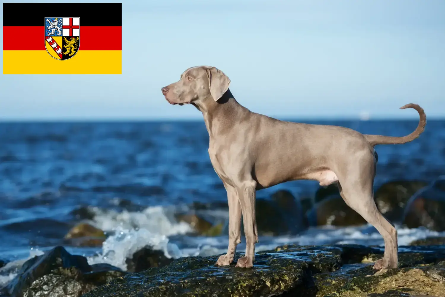 Weimaraner chiots et éleveurs Saarland Ici, tu trouveras des éleveurs de weimarans en Sarre.