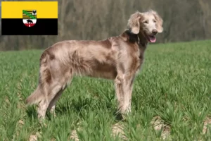 Lire la suite à propos de l’article Éleveurs de weimarans et chiots en Saxe-Anhalt