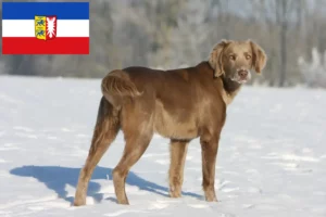 Lire la suite à propos de l’article Éleveurs de weimarans et chiots dans le Schleswig-Holstein
