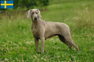 Lire la suite à propos de l’article Éleveurs de weimarans et chiots en Suède