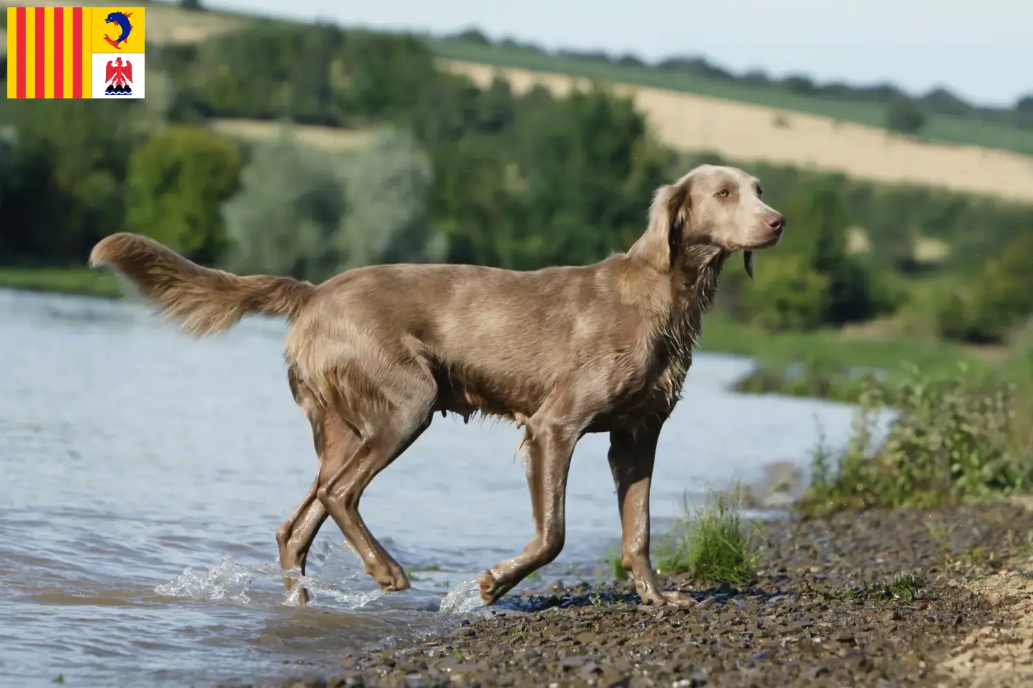 Weimaraner chiots et éleveurs Provence-Alpes-Côte d'Azur Ici, tu trouveras des éleveurs de weimarans en Provence-Alpes-Côte d'Azur.