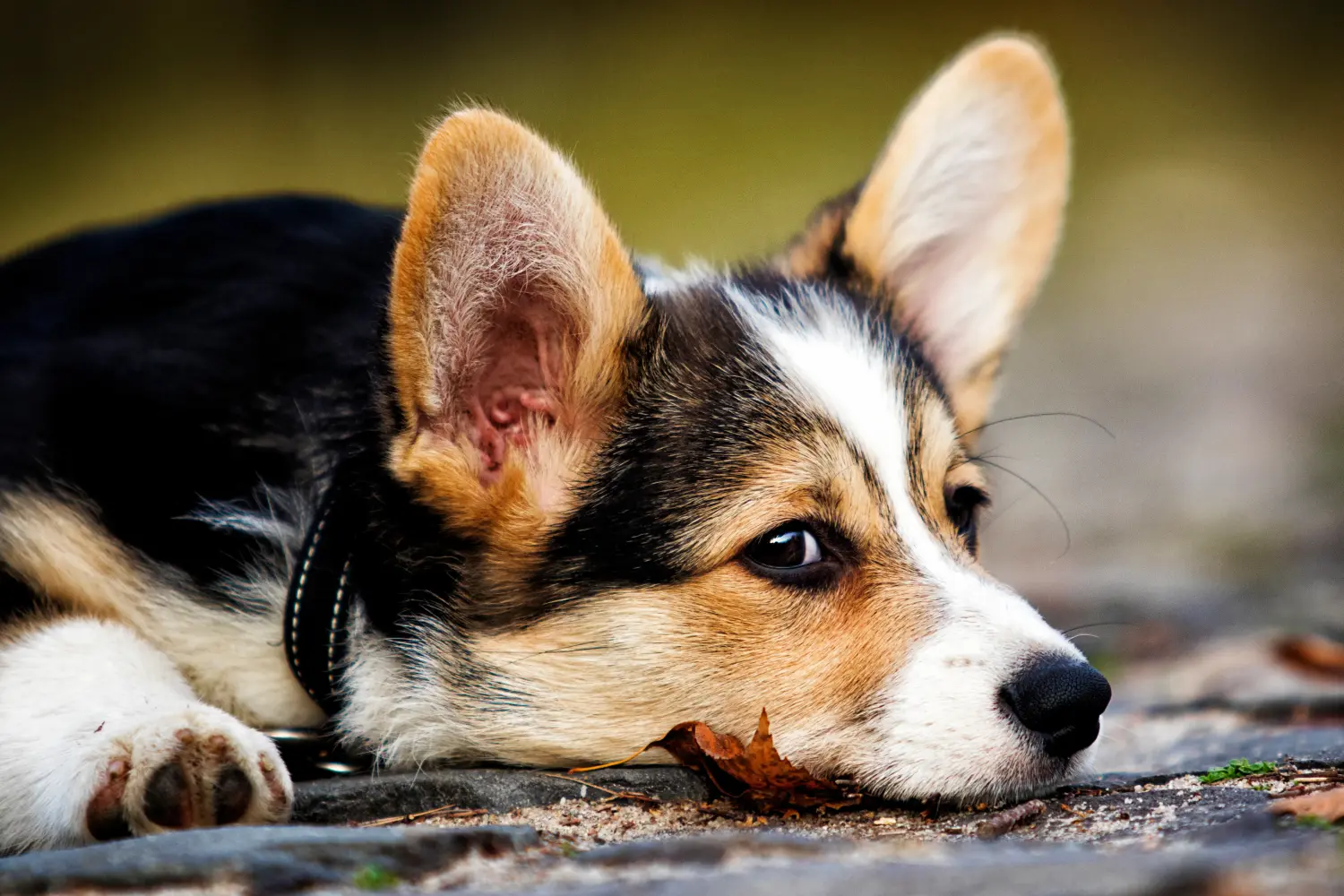 Acheter un chiot Welsh Corgi, c'est prendre ses responsabilités ! Acheter des chiots Welsh Corgi.
