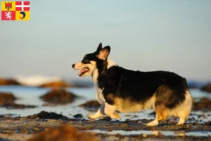 Lire la suite à propos de l’article Éleveurs de Welsh Corgi et chiots en Auvergne-Rhône-Alpes