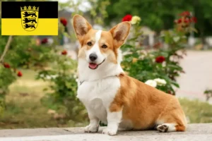 Lire la suite à propos de l’article Welsh Corgi éleveurs et chiots en Baden-Württemberg