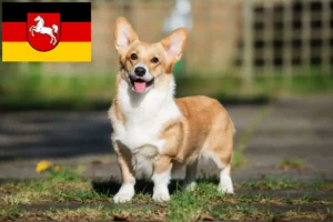 Lire la suite à propos de l’article Welsh Corgi éleveurs et chiots en Basse-Saxe