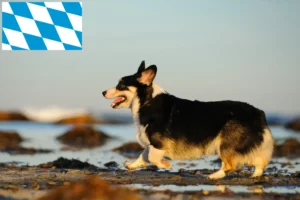 Lire la suite à propos de l’article Welsh Corgi éleveurs et chiots en Bavière