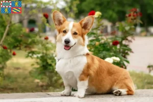 Lire la suite à propos de l’article Welsh Corgi éleveurs et chiots en Bourgogne-Franche-Comté