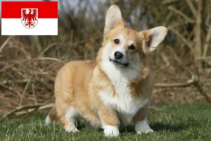 Lire la suite à propos de l’article Welsh Corgi éleveurs et chiots dans le Brandebourg