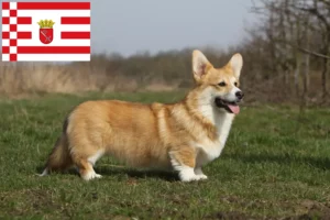 Lire la suite à propos de l’article Welsh Corgi éleveurs et chiots à Brême