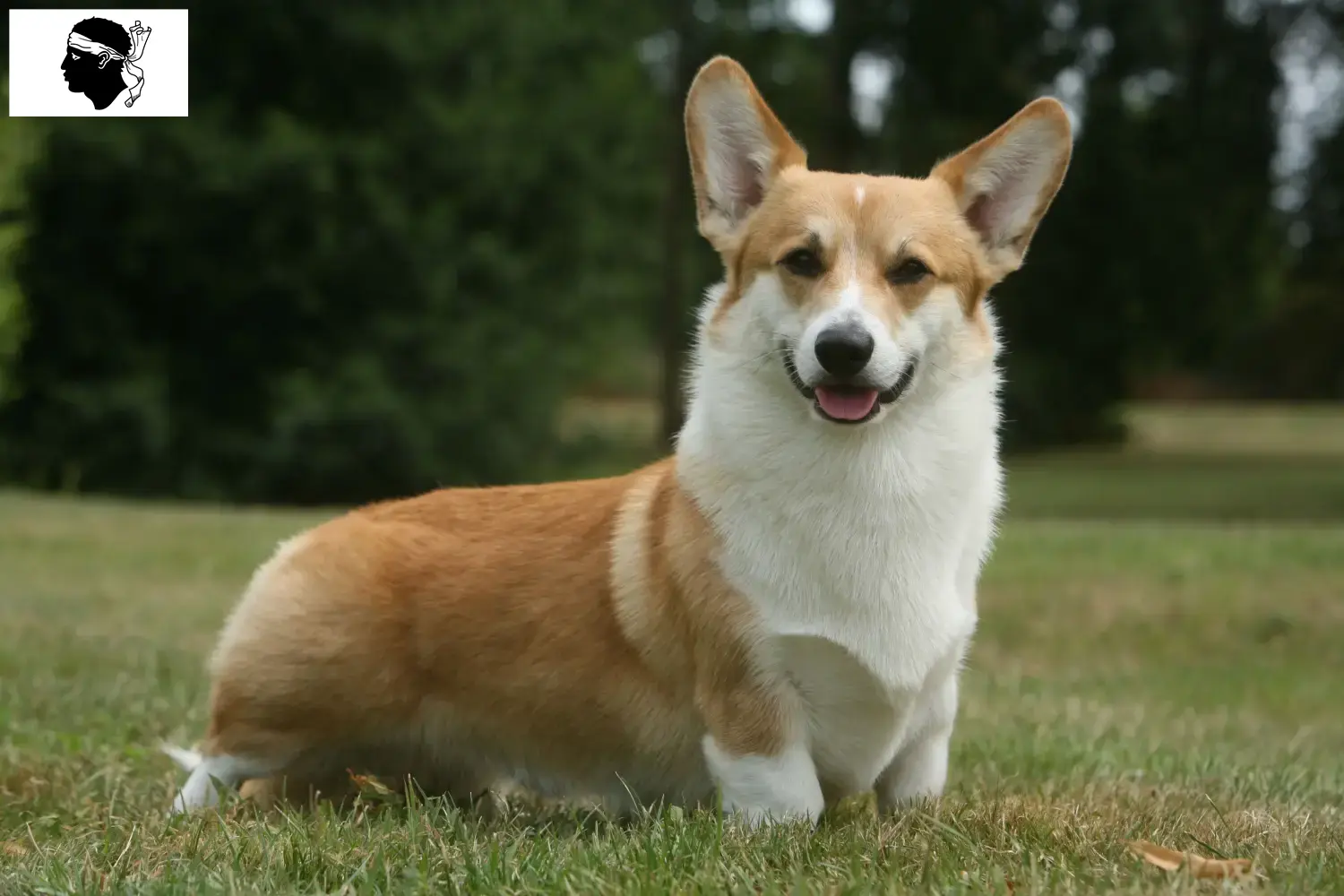 Welsh Corgi chiots et éleveurs Corse Ici tu trouves des éleveurs de Welsh Corgis en Corse.