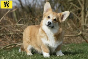 Lire la suite à propos de l’article Éleveurs de Welsh Corgi et chiots en Flandre