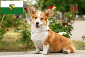 Lire la suite à propos de l’article Welsh Corgi éleveurs et chiots en Saxe