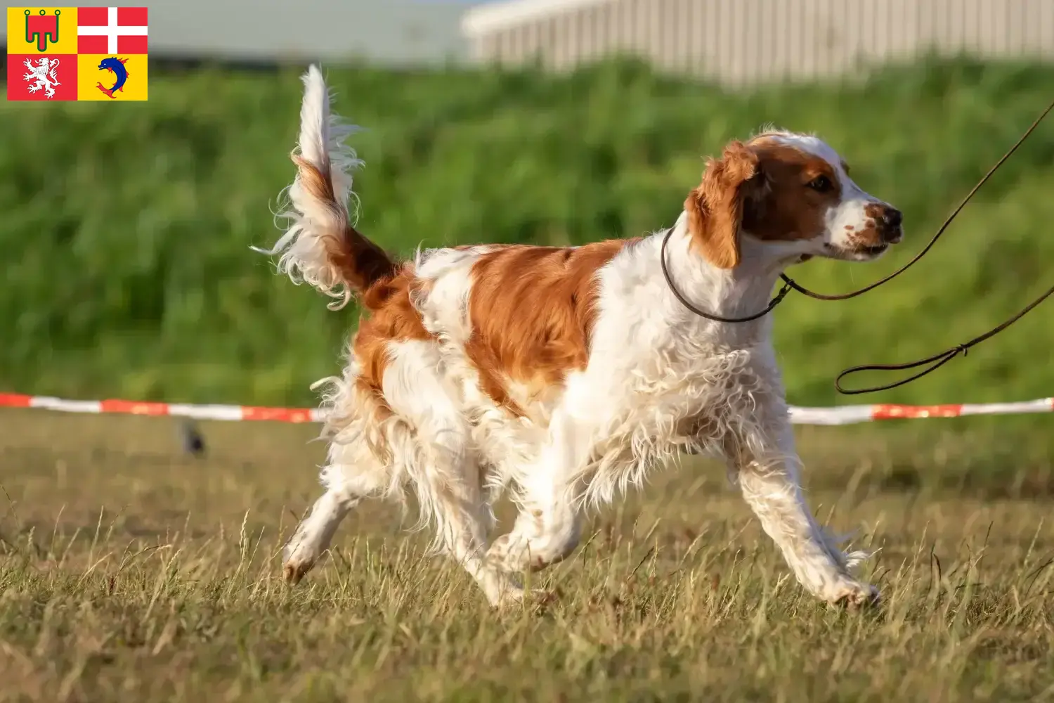 Welsh Springer Spaniel chiots et éleveurs Auvergne-Rhône-Alpes Ici tu trouves des éleveurs de Welsh Springer Spaniels en Auvergne-Rhône-Alpes.