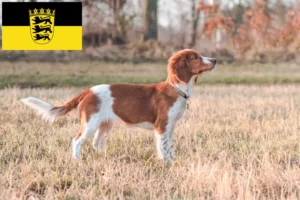 Lire la suite à propos de l’article Welsh Springer Spaniel éleveurs et chiots en Baden-Württemberg