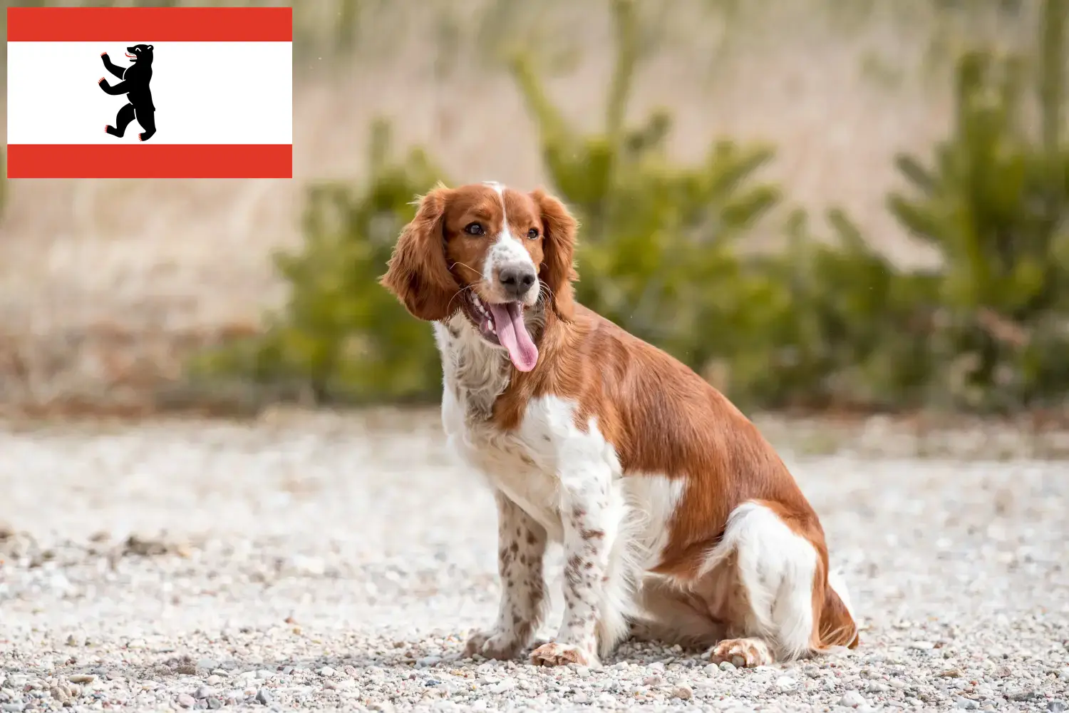Welsh Springer Spaniel chiots et éleveurs Berlin Ici, tu trouveras des éleveurs de Welsh Springer Spaniels à Berlin.