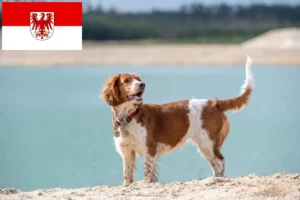 Lire la suite à propos de l’article Welsh Springer Spaniel Éleveurs et chiots dans le Brandebourg