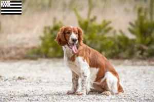 Lire la suite à propos de l’article Éleveurs de Welsh Springer Spaniel et chiots en Bretagne