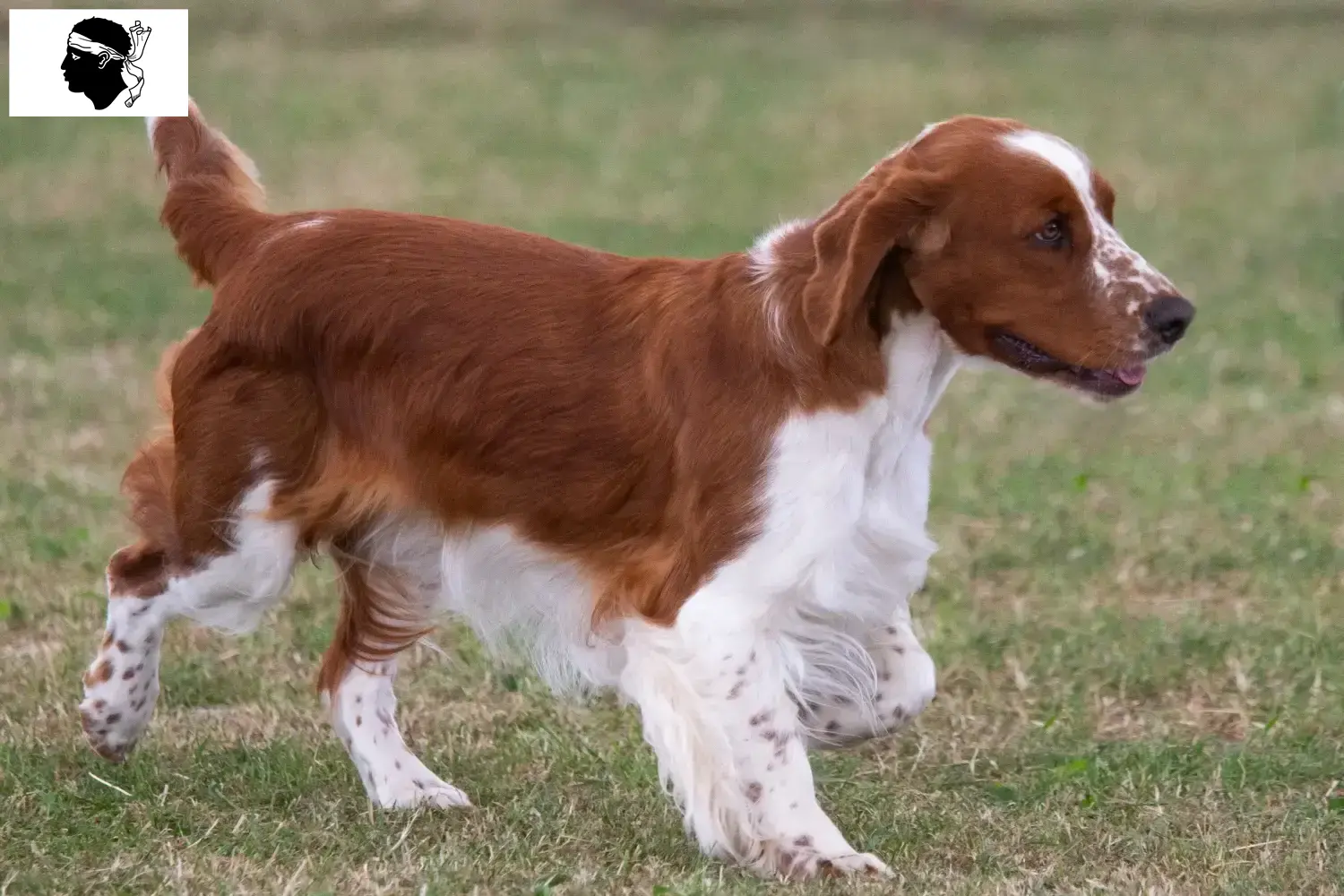 Welsh Springer Spaniel chiots et éleveurs Corse Ici, tu trouveras des éleveurs de Welsh Springer Spaniels en Corse.