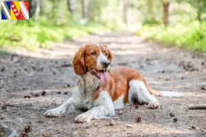 Lire la suite à propos de l’article Welsh Springer Spaniel Éleveurs et chiots en Grand Est