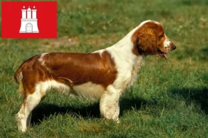 Lire la suite à propos de l’article Welsh Springer Spaniel éleveurs et chiots à Hambourg