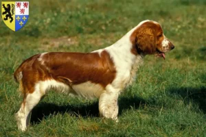 Lire la suite à propos de l’article Éleveurs de Welsh Springer Spaniel et chiots en Hauts-de-France