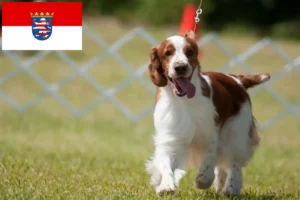 Lire la suite à propos de l’article Welsh Springer Spaniel Éleveurs et chiots en Hesse