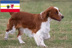 Lire la suite à propos de l’article Welsh Springer Spaniel Éleveurs et chiots dans le Mecklembourg-Poméranie occidentale