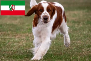 Lire la suite à propos de l’article Welsh Springer Spaniel Éleveurs et chiots en Rhénanie-du-Nord-Westphalie