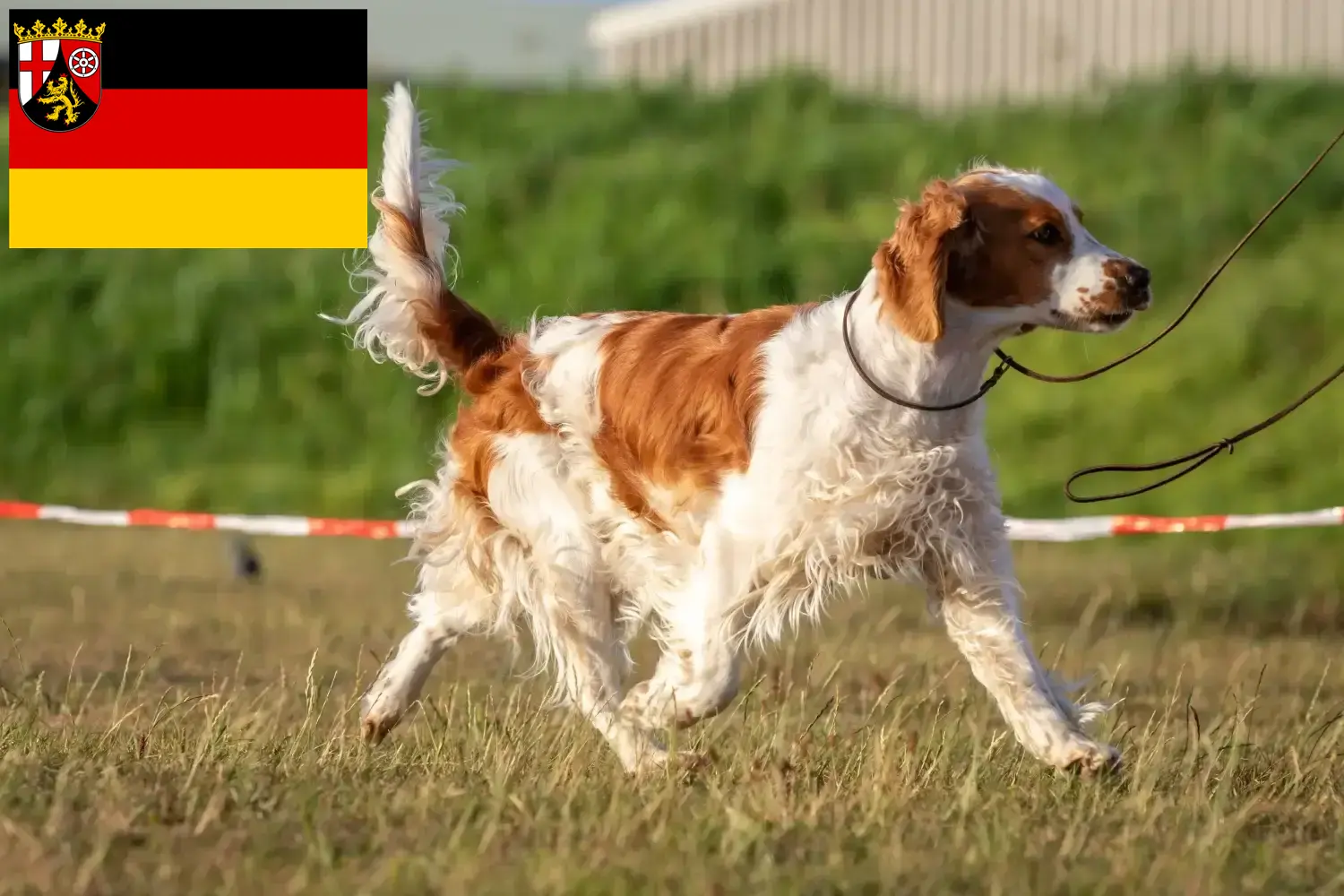 Welsh Springer Spaniel chiots et éleveurs Rhénanie-Palatinat Ici, tu trouveras des éleveurs de Welsh Springer Spaniels en Rhénanie-Palatinat.